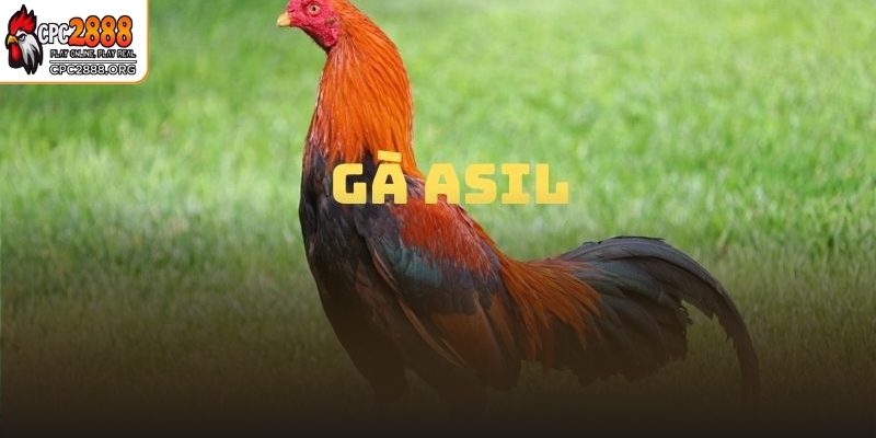 Giống gà chiến Asil hàng đầu đến từ Ấn Độ