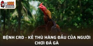Bệnh CRD