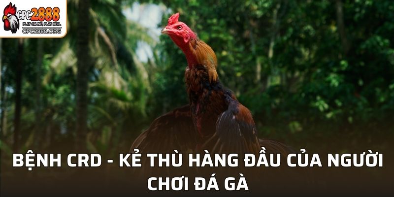 Bệnh CRD