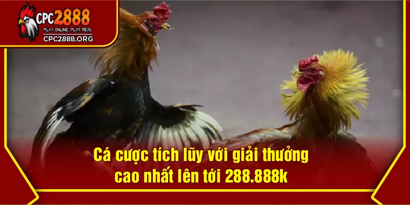 Cá cược tích lũy với giải thưởng cao nhất lên tới 288.888k