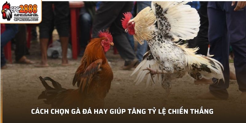 Cách chọn gà đá hay giúp tăng tỷ lệ chiến thắng