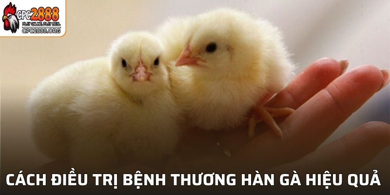 Cách điều trị bệnh thương hàn gà hiệu quả nhất