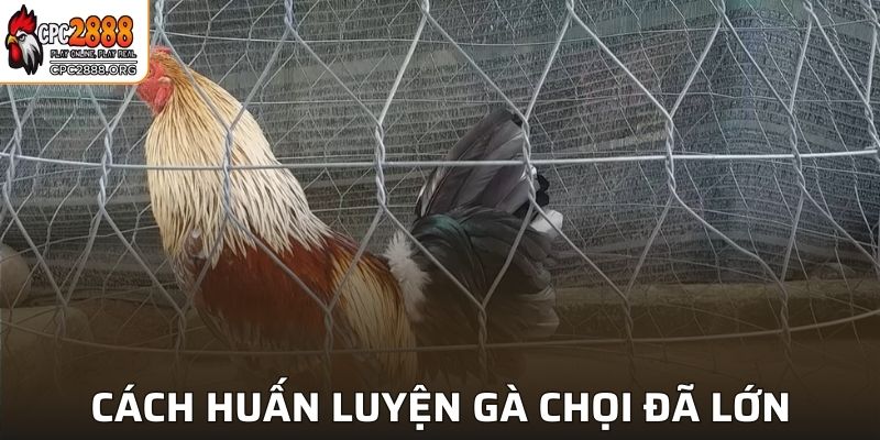Cách huấn luyện gà chọi chỉnh chu sau khi chiến kê đã lớn