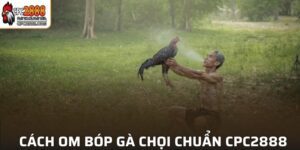 Cách om bóp gà chọi
