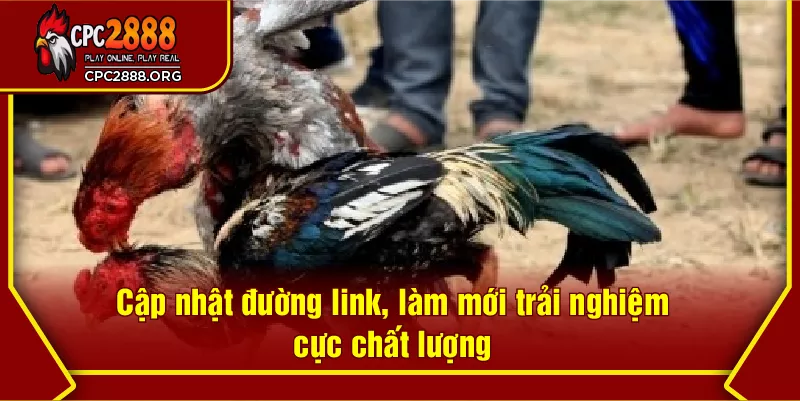 Cập nhật đường link, làm mới trải nghiệm cực chất lượng