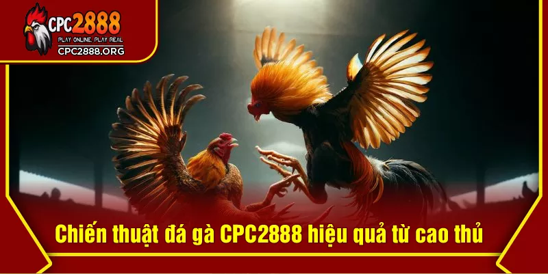 Chiến thuật đá gà CPC2888 hiệu quả từ cao thủ