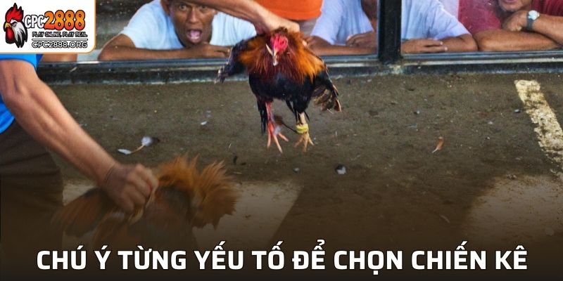 Chú ý đến từng yếu tố để chọn ra chiến kê khỏe mạnh nhất