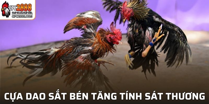 Cựa dao sắt bén tăng tính sát thương cho đối thủ