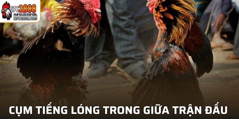 Cụm tiếng lóng trong giữa trận đấu