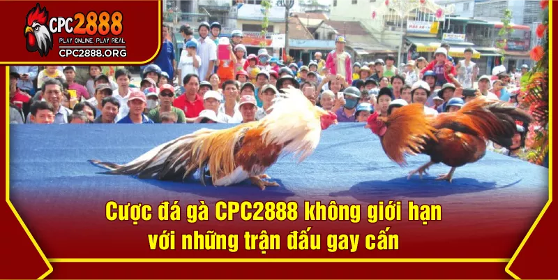 Cược đá gà CPC2888 không giới hạn với những trận đấu gay cấn