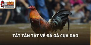 Đá Gà Cựa Dao