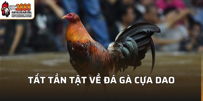 Đá Gà Cựa Dao