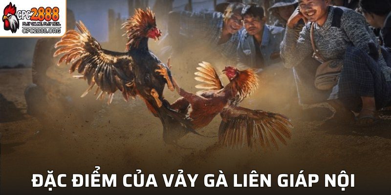 Đặc điểm nổi bật của vảy gà Liên Giáp Nội 