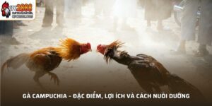 Gà Campuchia
