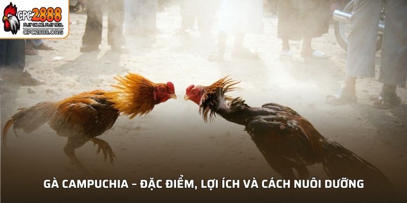 Gà Campuchia