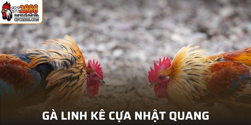 Gà cựa nhật nguyệt quang thực sự nổi bật nhờ vào tính chiến đấu mạnh mẽ