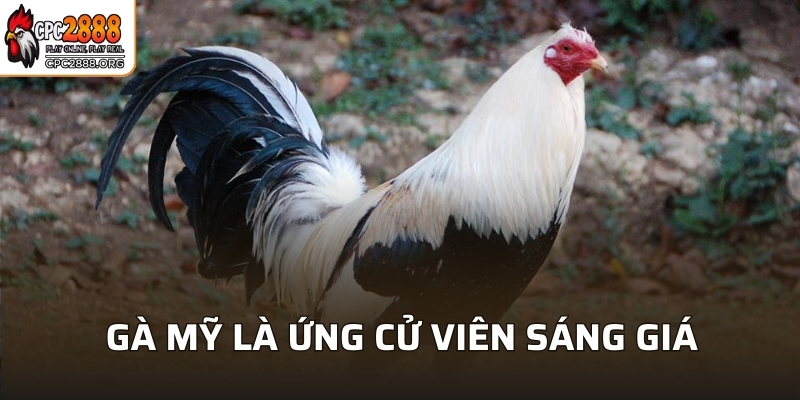 Gà Mỹ là ứng cử viên sáng giá trong đá gà cựa dao