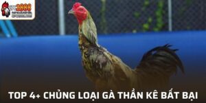 Gà Thần Kê