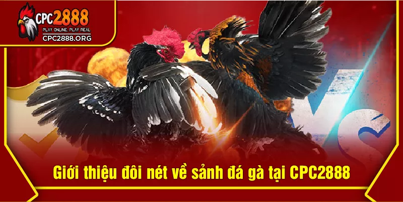 Giới thiệu đôi nét về sảnh đá gà tại CPC2888