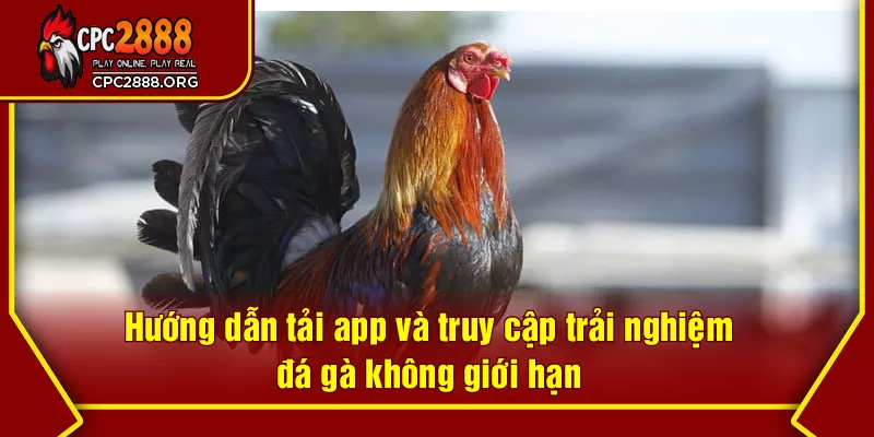 Hướng dẫn tải app và truy cập trải nghiệm đá gà không giới hạn