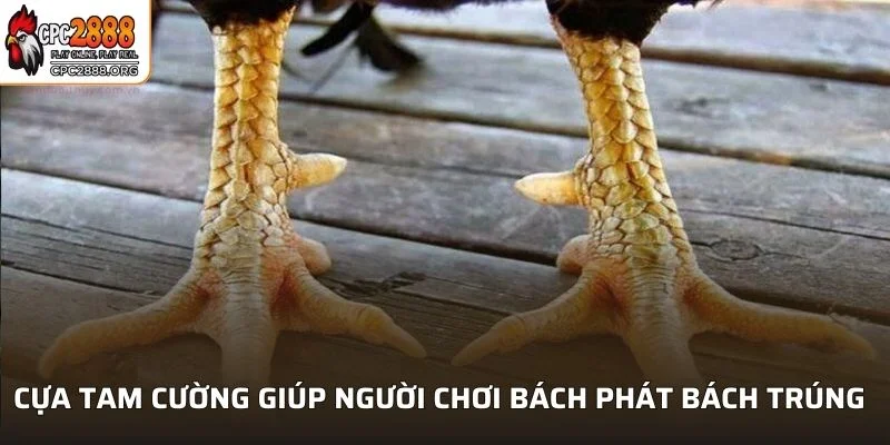 Loại gà có đặc điểm cựa tam cường giúp tăng lợi thế đáng kể