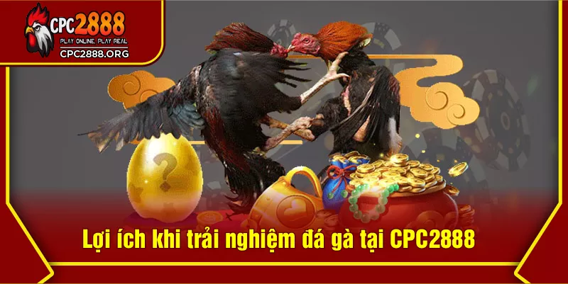 Lợi ích khi trải nghiệm đá gà tại CPC2888