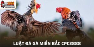 Luật Đá Gà Miền Bắc