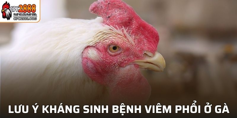 Lưu ý điều trị kháng sinh bệnh viêm phổi ở gà