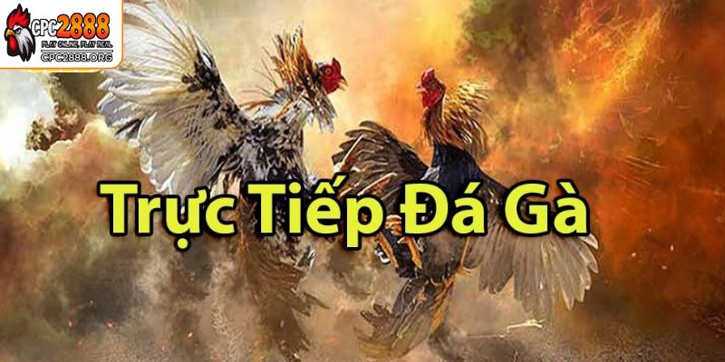 Nhà cái CPC2888 là nhà cái đá gà trực tuyến số 1 thị trường