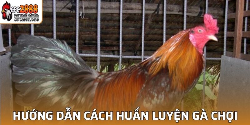 Quá trình từng bước trong cách huấn luyện gà chọi hoàn chỉnh nhất