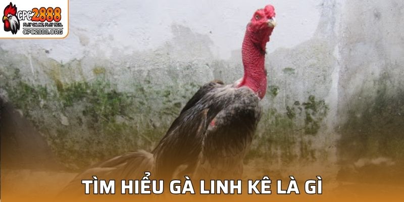 Tìm hiểu ý nghĩa của các giống gà linh kê là như thế nào