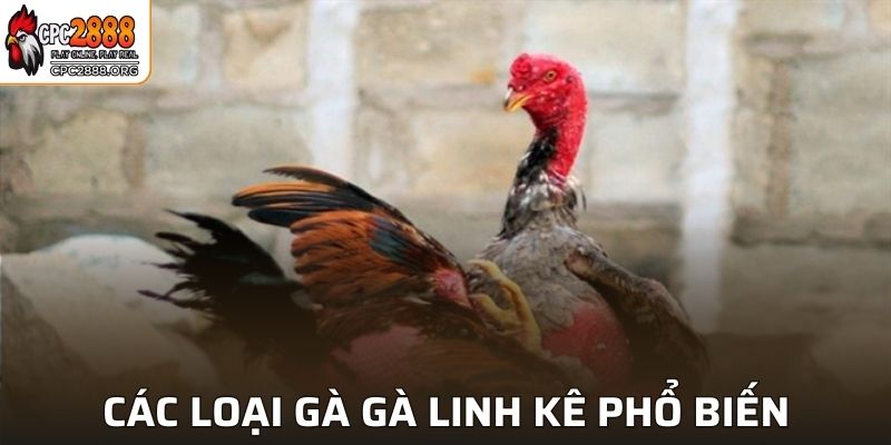 Tổng hợp các chủng loại gà linh kê phổ biến ngày nay