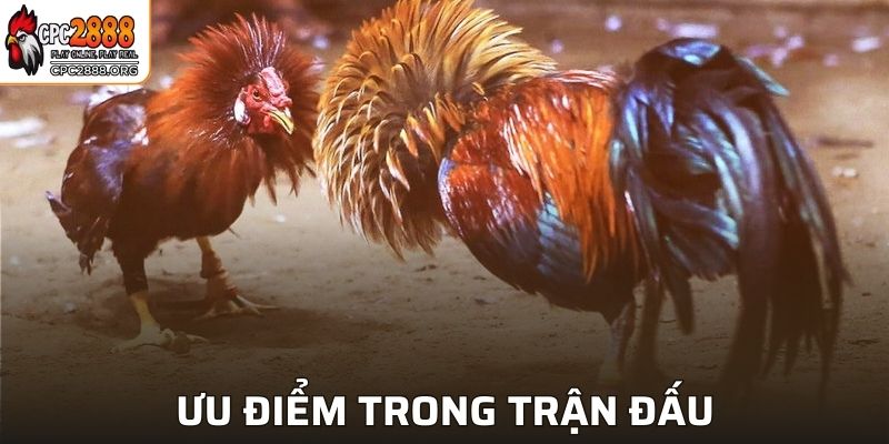Ưu điểm được lựa chọn của cựa