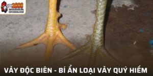 Vảy Độc Biên