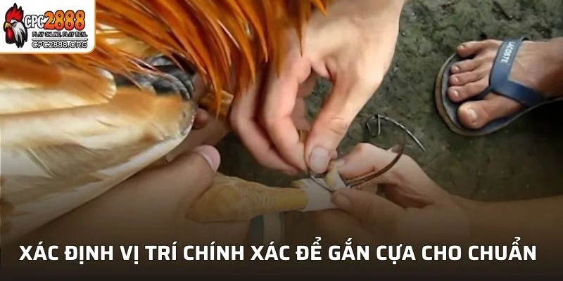 Việc gắn đúng vị trí cũng quan trọng như cách chọn cựa cho gà chọi